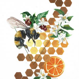 Bee with comb and citrus