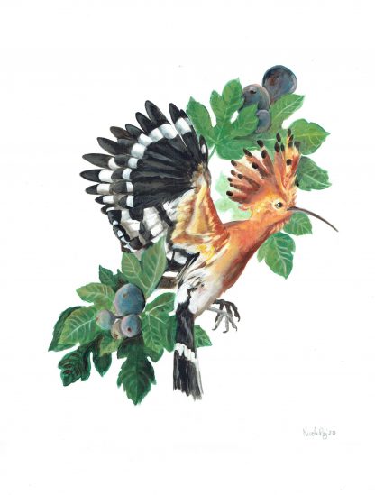 Hoopoe bird with Israeli Figs